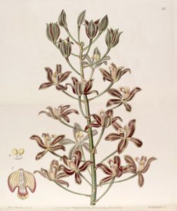 Grammatophyllum multiflorum da Miss Drake
